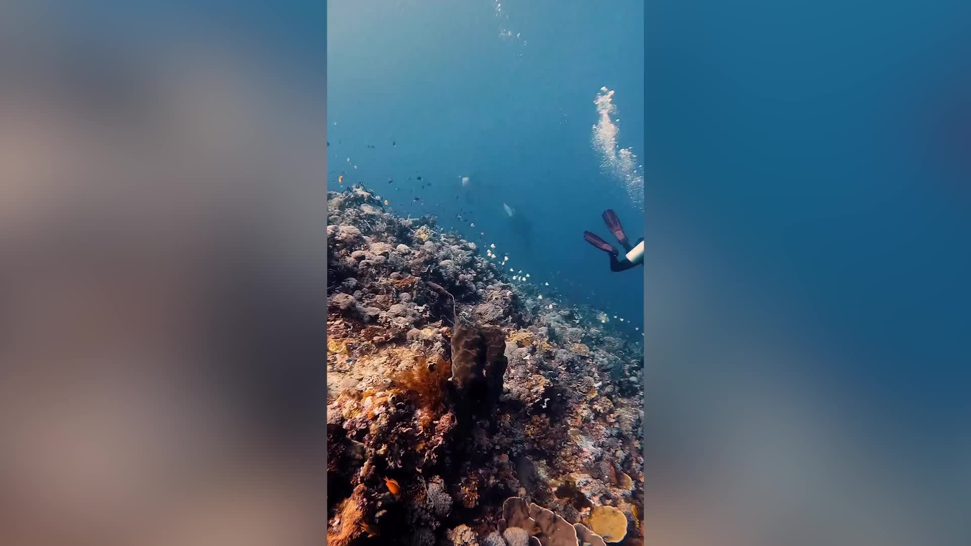 Video - Clip: Thợ lặn bơi cạnh bầy cá voi sát thủ quý hiếm ở Indonesia