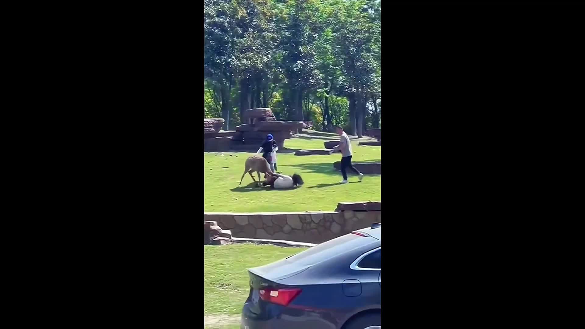 Video - Clip: Kinh hoàng cảnh tượng hươu tấn công bé gái trong công viên