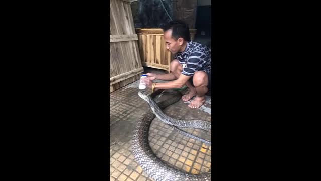 Video - Clip: Người đàn ông dùng xà bông tắm cho rắn hổ mang chúa và cái kết