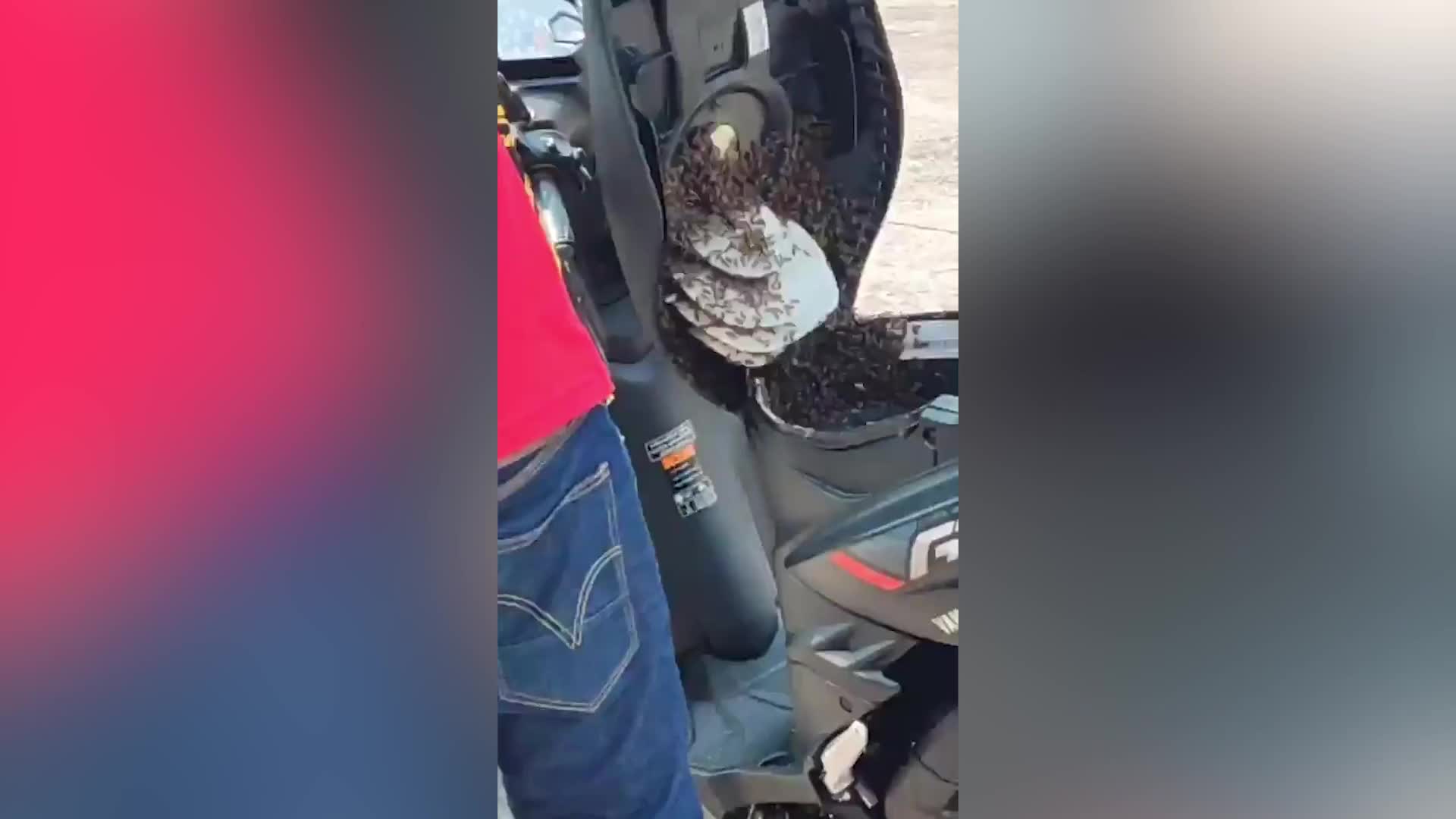Video - Clip: Người đàn ông bất ngờ phát hiện tổ ong 'mọc' dưới yên xe máy