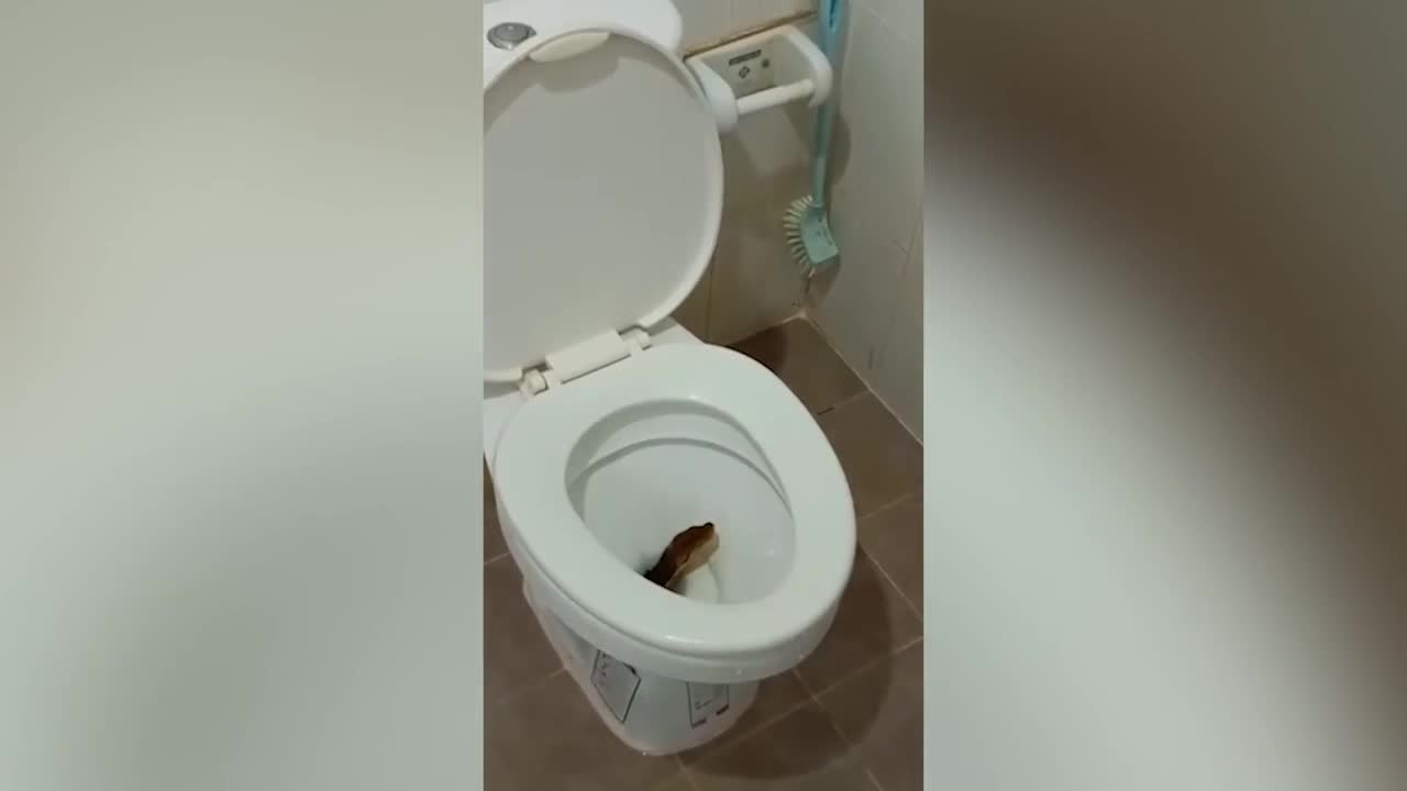 Video - Clip: Người đàn ông bất ngờ bị trăn cắn trong nhà vệ sinh