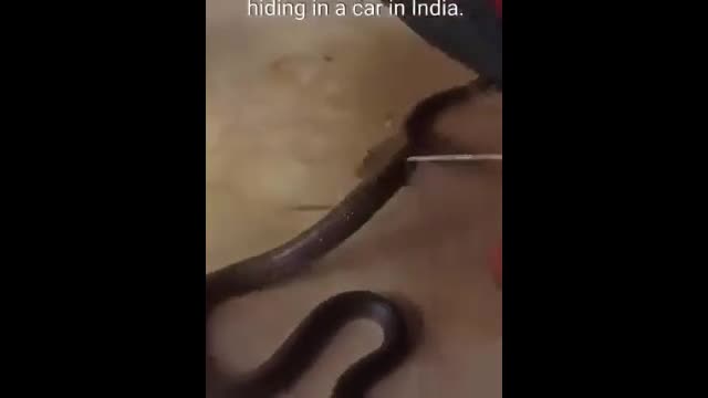 Video - Clip: Trốn dưới gầm ô tô, rắn hổ mang chúa 'khổng lồ' bị tóm gọn
