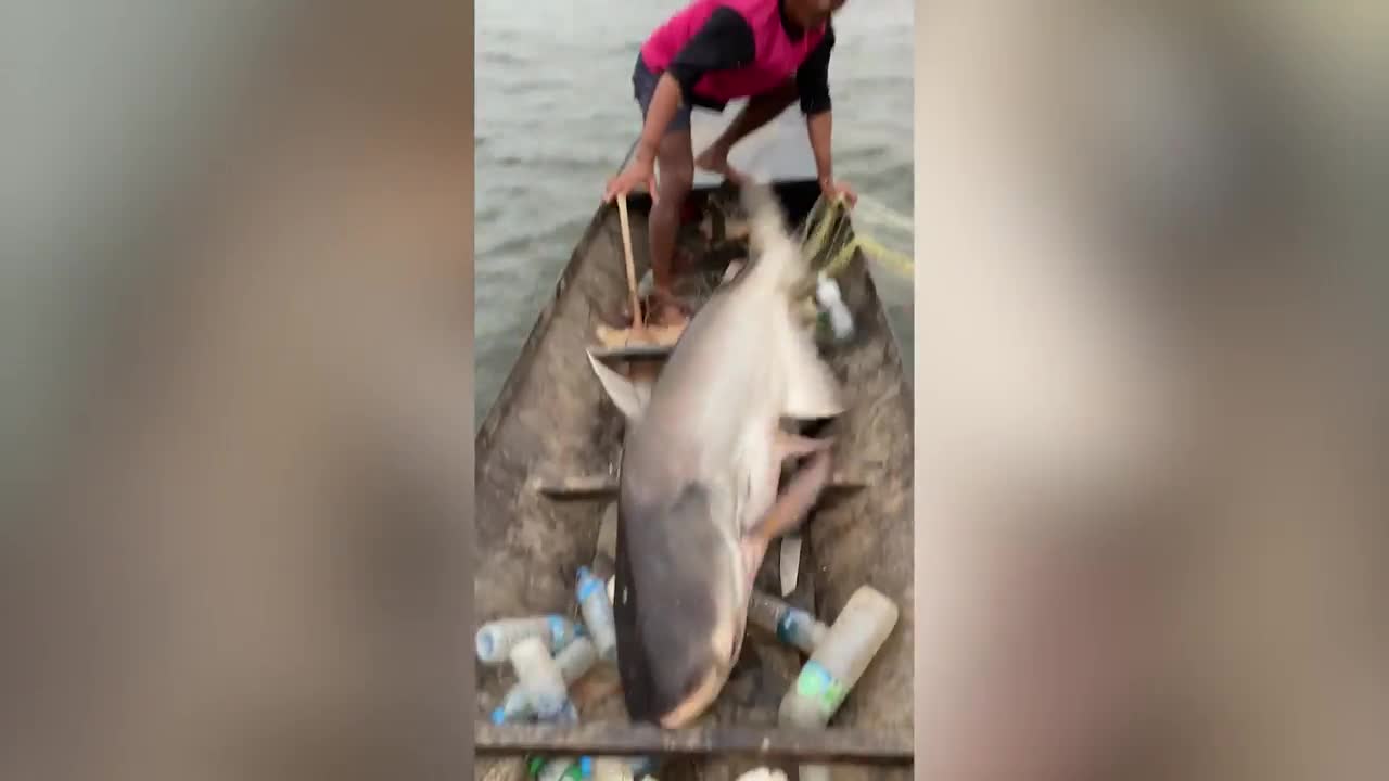 Video - Clip: Nam thanh niên bắt được cá 'khủng' nặng 45kg trên sông