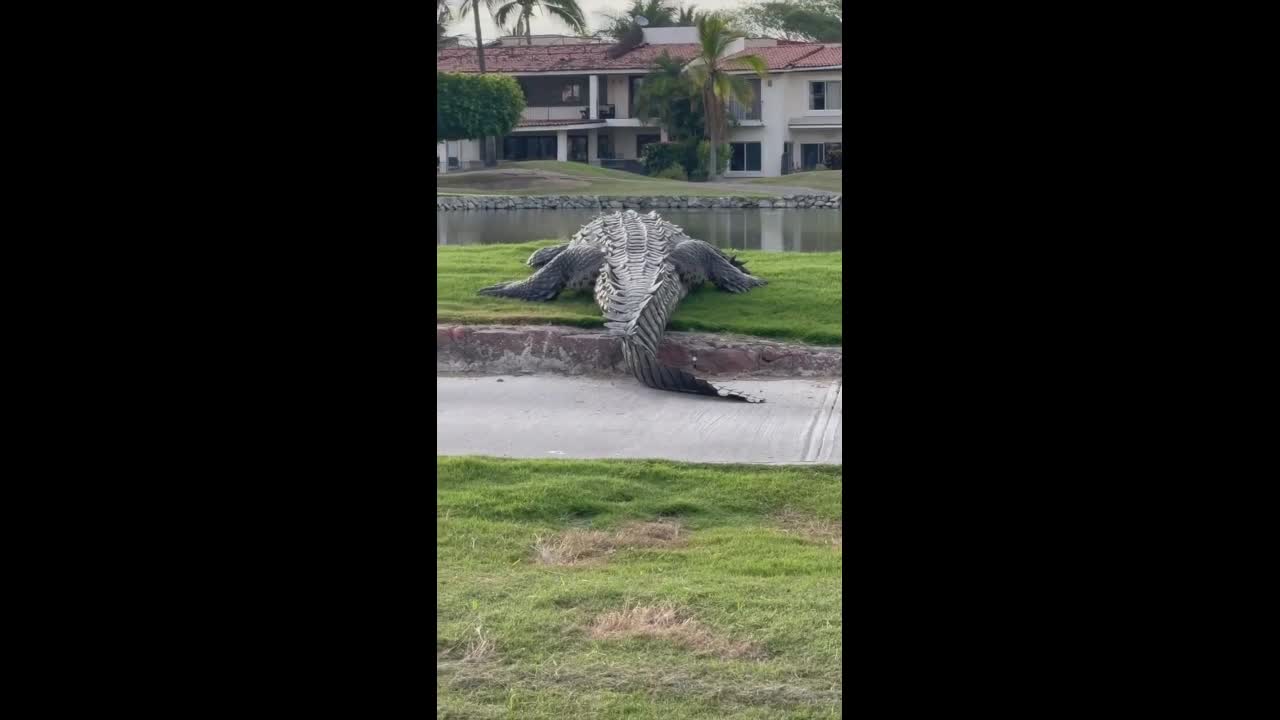 Video - Clip: Bí ẩn quả bóng golf nằm trên đầu cá sấu khổng lồ