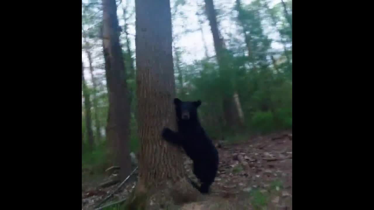 Video - Clip: Dùng máy bay không người lái dọa gấu bỏ chạy và cái kết bất ngờ