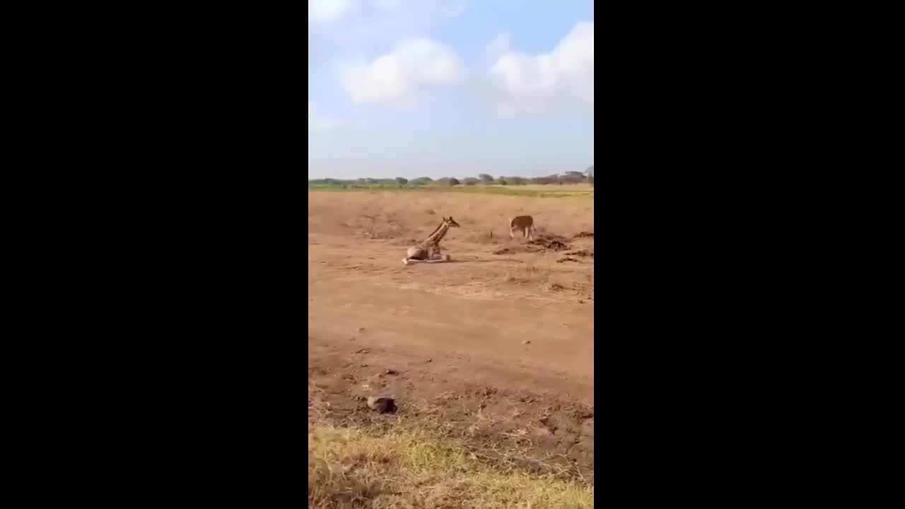 Video - Clip: Sư tử bay người hạ gục hươu cao cổ và cái kết bất ngờ ở phía sau