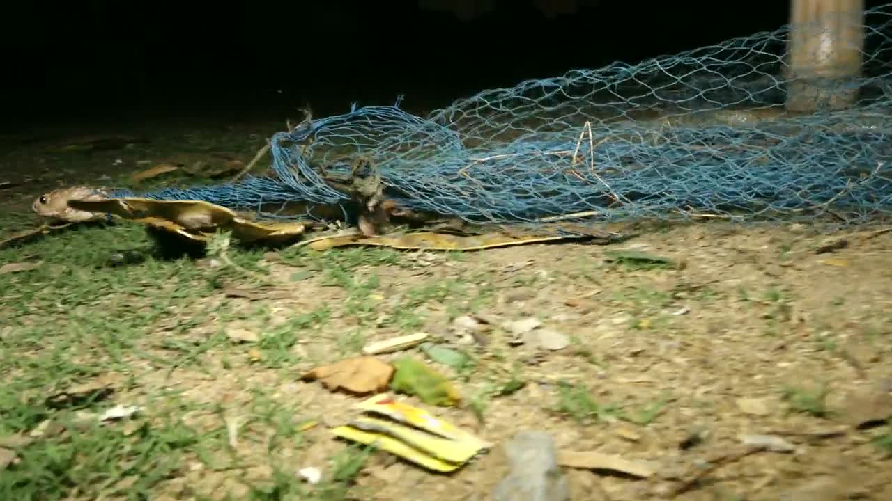 Video - Clip: Nghẹt thở màn giải cứu và cho rắn hổ mang uống nước