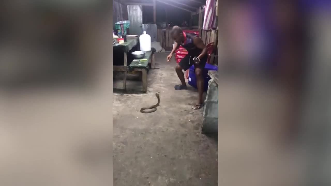 Video - Clip: Người đàn ông dùng tay không tóm gọn rắn hổ mang hung hãn