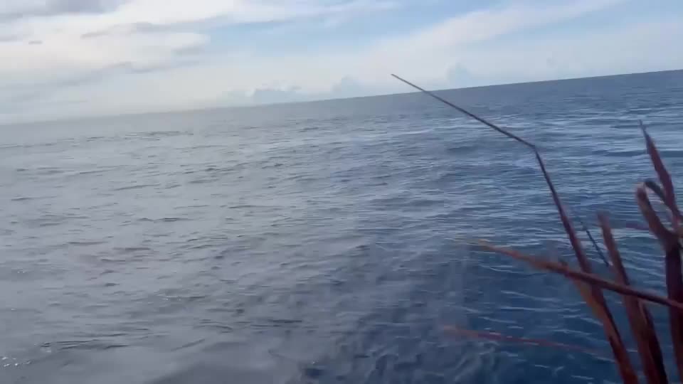 Video - Clip: Kinh hoàng đàn cá voi sát thủ bơi sát cạnh thuyền của ngư dân