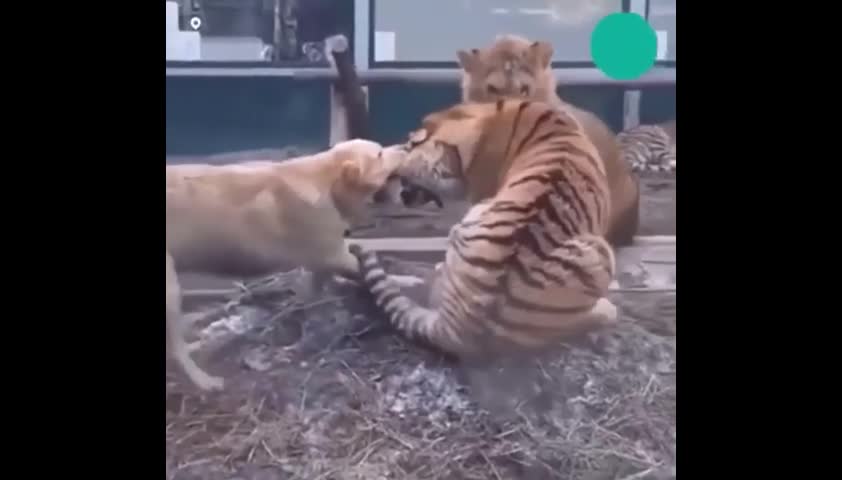 Video - Clip: Chú chó dùng 'chiêu độc' ngăn hổ dữ và sư tử đánh nhau