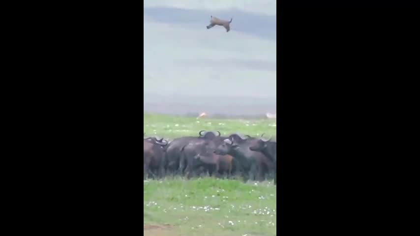 Video - Clip: Dại dột săn trâu rừng, sư tử bị hất văng lên không trung