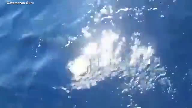 Mới- nóng - Cá voi sát thủ tiếp tục tấn công thuyền khiến nhiều thuỷ thủ sợ hãi
