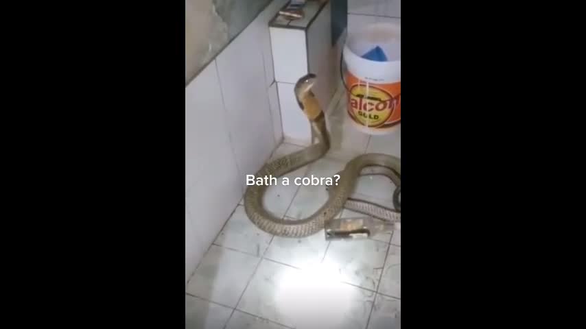 Video - Clip: Rắn hổ mang chúa há miệng, định cắn người đàn ông khi được tắm