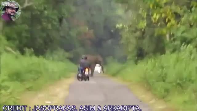 Video - Clip: Bị voi điên rượt đuổi, 2 thanh niên vứt xe máy bỏ chạy thục mạng