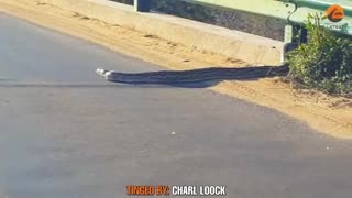 Video - Clip: Kinh ngạc trăn khổng lồ đột ngột biến mất trên đường