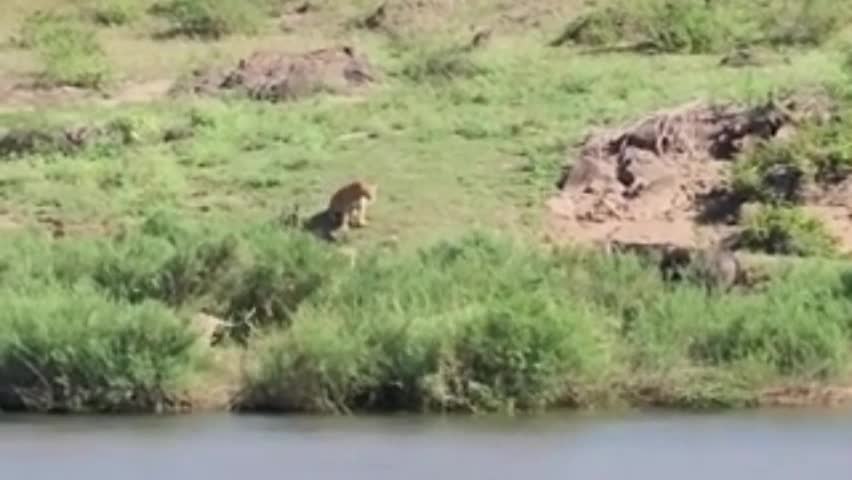 Video - Clip: Trâu đơn độc vượt qua cả bầy sư tử nhờ lợi thế không tưởng