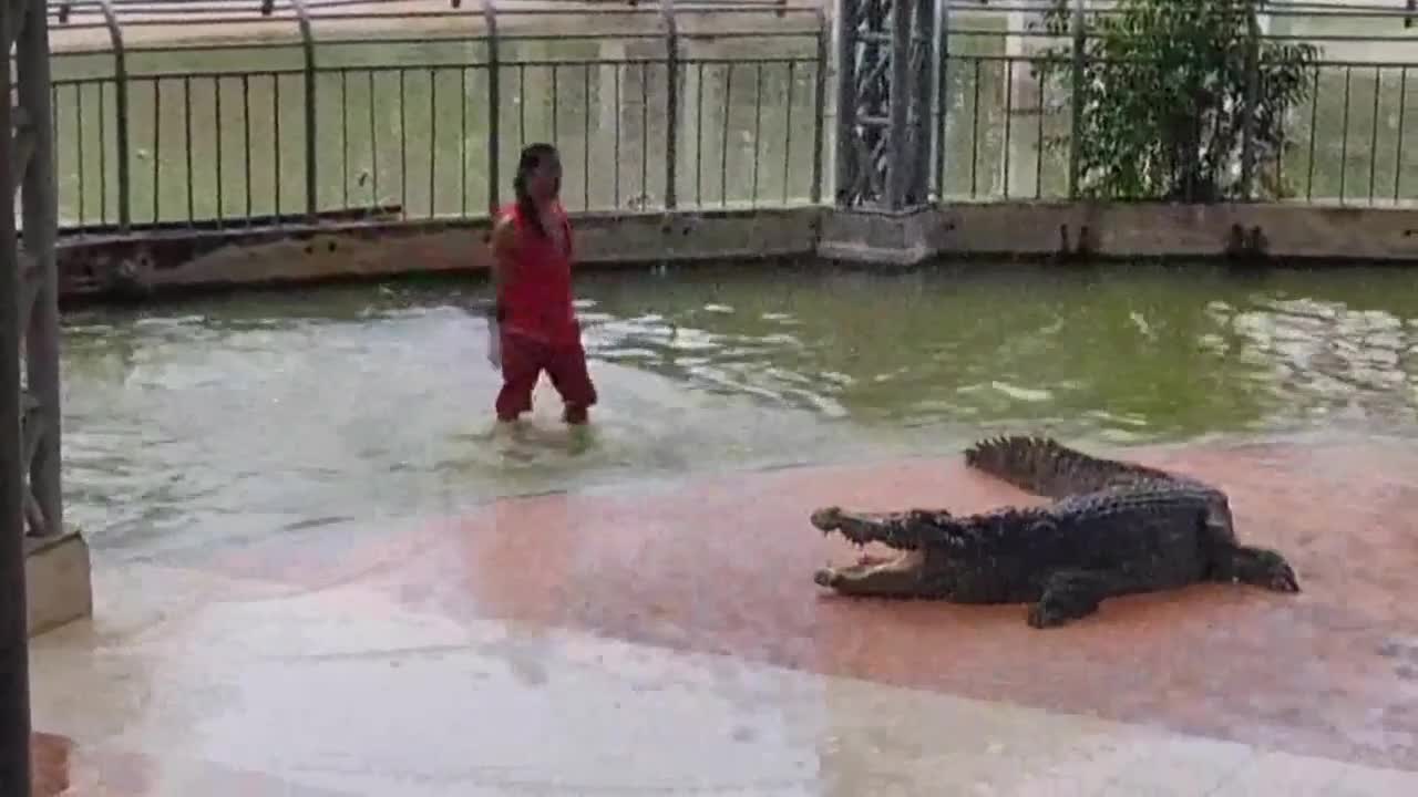 Video - Clip: Người đàn ông liều lĩnh chui đầu vào miệng cá sấu và cái kết