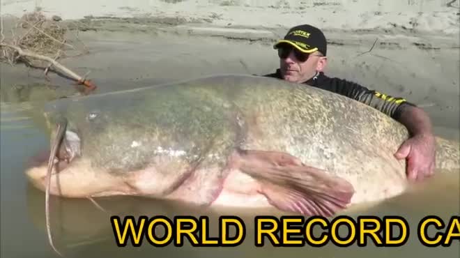 Video - Clip: Người đàn ông bắt được cá trê khổng lồ nặng 127kg trên sông