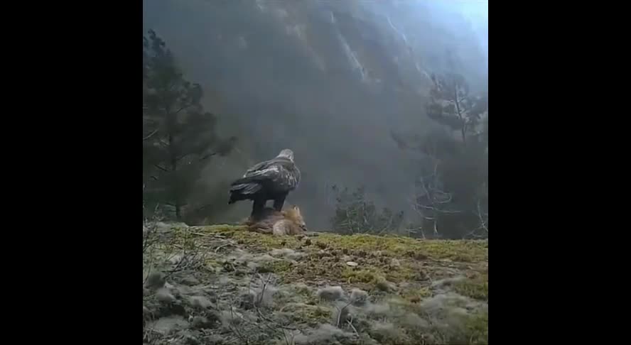 Video - Clip: Đại bàng dùng móng vuốt quắp cáo bay lên không trung