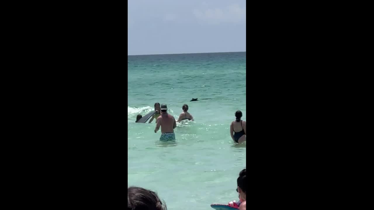 Video - Clip: Bàng hoàng phát hiện gấu bơi dọc bãi biển