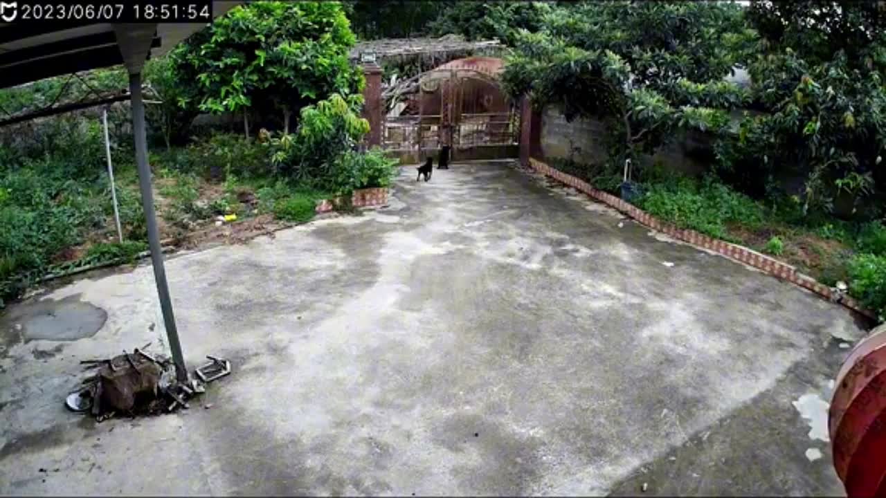 Video - Clip: Kinh hoàng khoảnh khắc voi rừng tấn công nhà dân