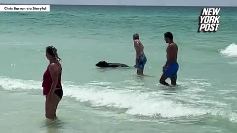Đời sống - Lý giải về sự xuất hiện bất thường của gấu đen ở bãi biển Florida