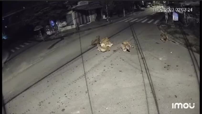 Video - Clip: Phóng tốc độ kinh hoàng, xe máy tông trúng đàn bò thả rông