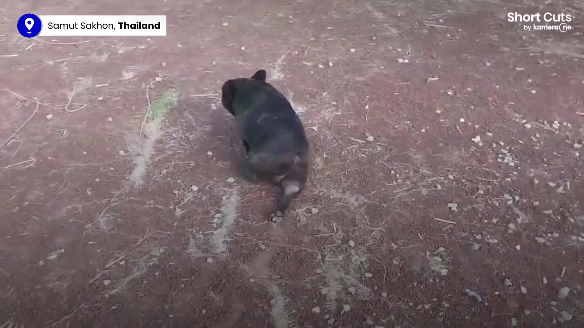 Video - Clip: Chú chó bước đi khập khiễng và cái kết bất ngờ