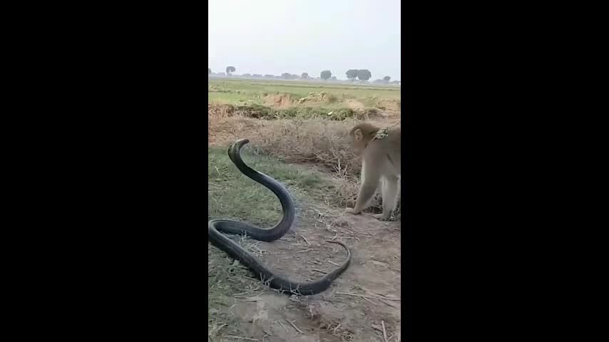 Video - Clip: Khỉ tinh nghịch cầm đuôi 'trêu chọc' rắn hổ mang chúa kịch độc