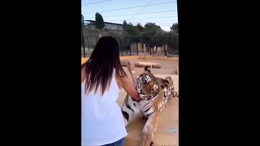 Video - Clip: Hổ dữ điên cuồng tấn công cô gái và diễn biến kinh ngạc phía sau