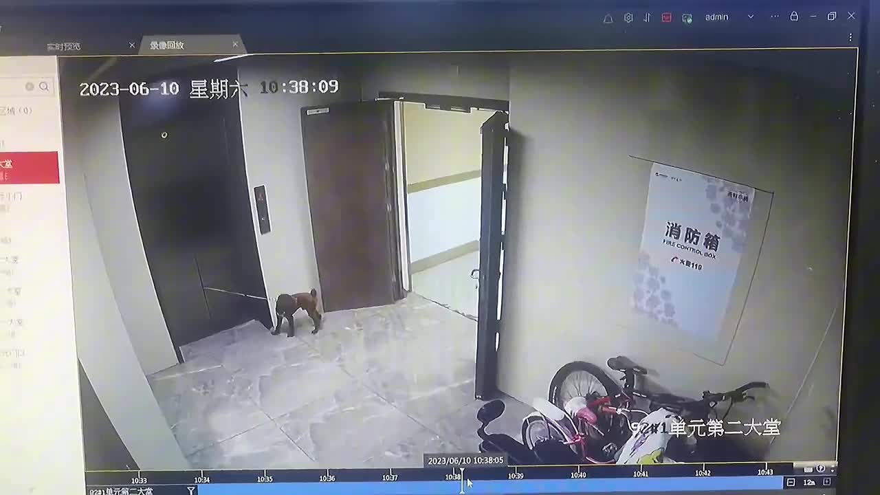 Video - Clip: Thanh niên nhanh trí cứu chú chó thoát chết trước thang máy