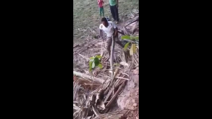 Video - Clip: Bị bắt, rắn hổ mang chúa khổng lồ hung hăng cắn người đàn ông
