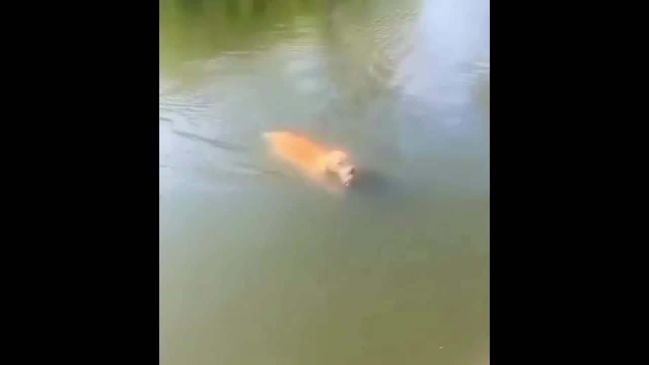 Video - Clip: Chó ngây thơ lao xuống nước cứu vịt khiến nhiều người thích thú
