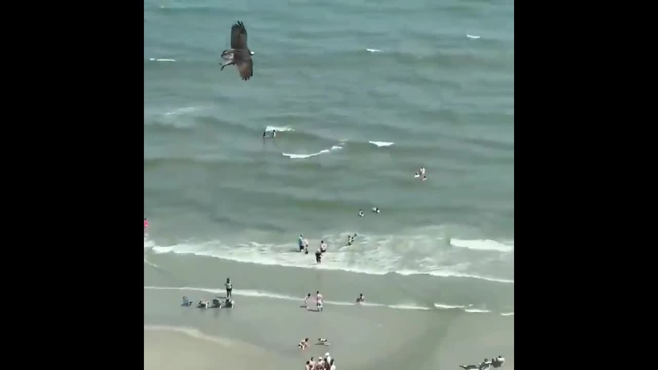 Video - Clip: Chim săn mồi tha cá giống cá mập bay trên bãi biển gây chú ý