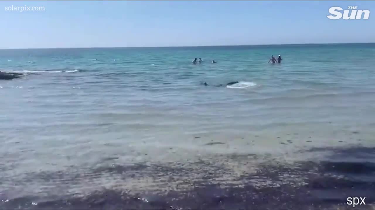 Video - Clip: Kịch tính những người tắm biển cố gắng chạy khi thấy cá mập