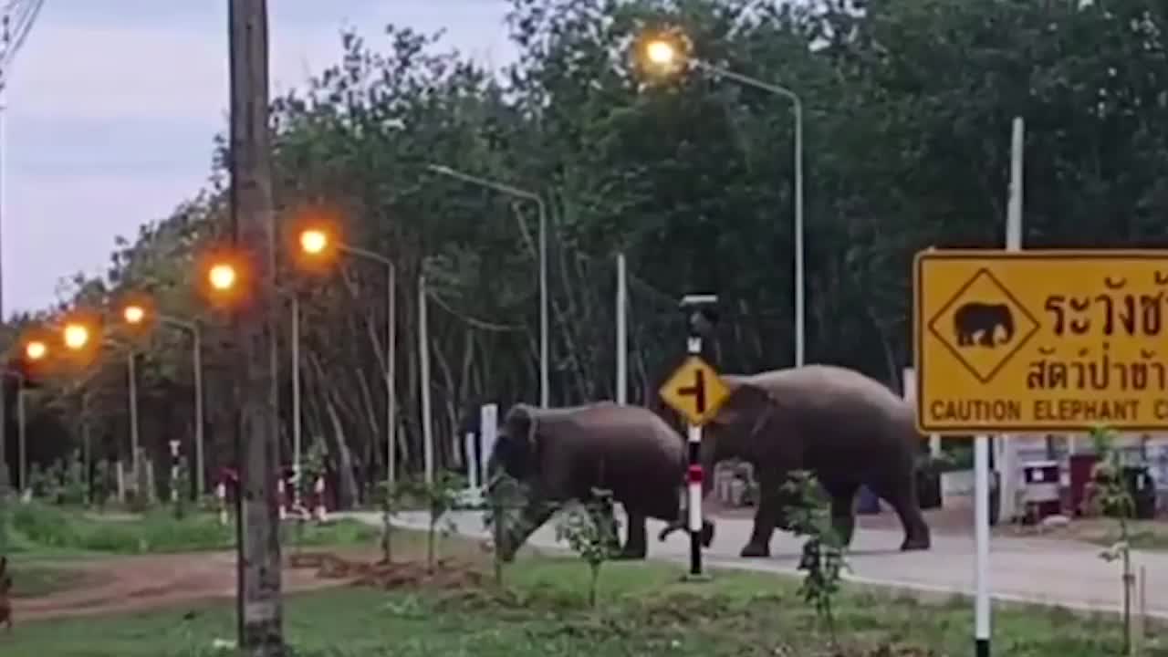 Video - Clip: Bầy chó dũng cảm xua đuổi 2 con voi khổng lồ vào khu dân cư