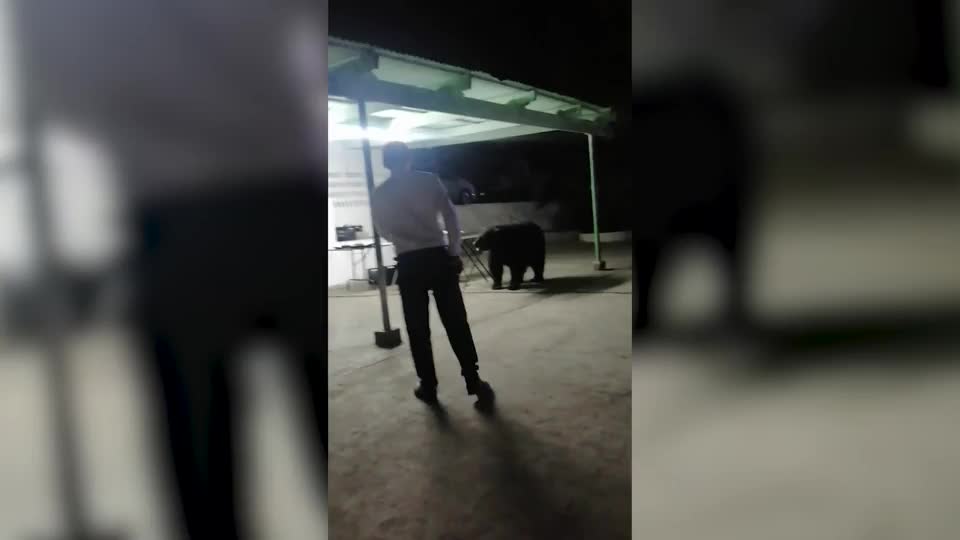 Video - Clip: Gấu đen bất ngờ xông vào bữa tiệc ăn thức ăn
