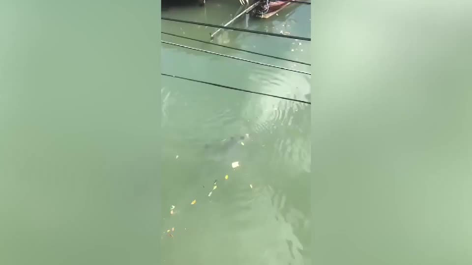 Video - Clip: Cá heo mũi chai bơi lang thang trên kênh khiến người dân lo lắng