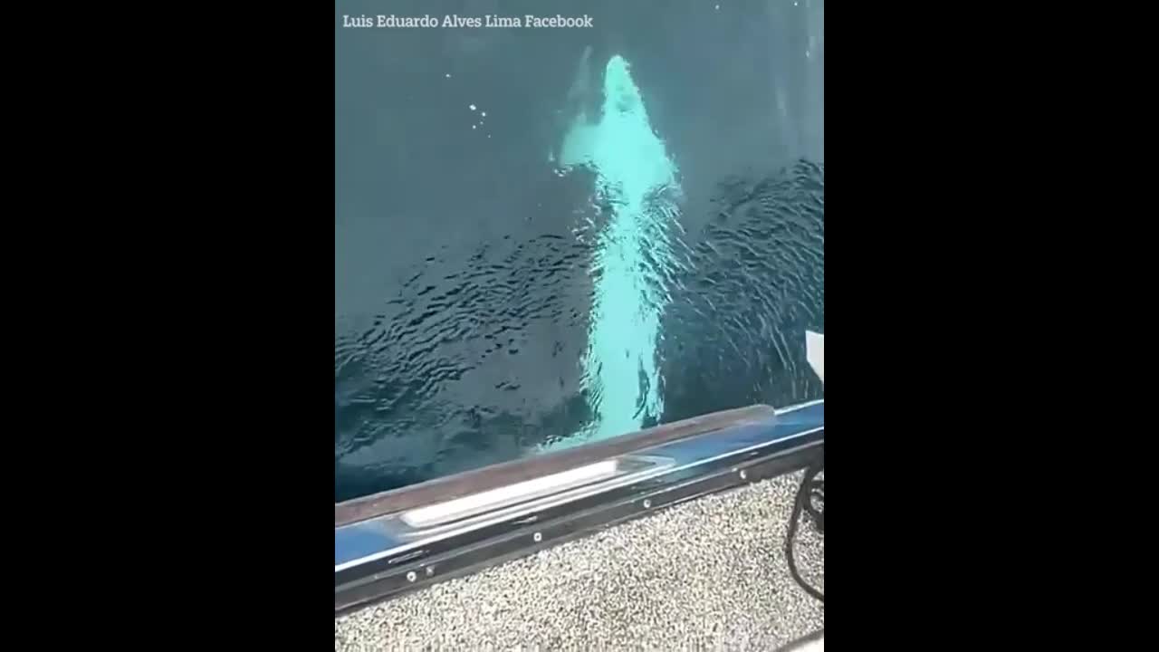 Video - Clip: Kinh hoàng đàn cá voi sát bao vây tấn công thuyền