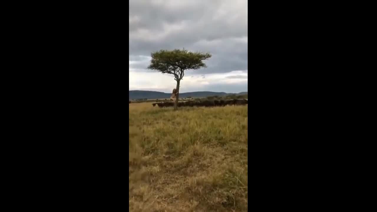 Video - Clip: Bị truy sát, sư tử đực run rẩy ôm cây trốn đàn trâu rừng