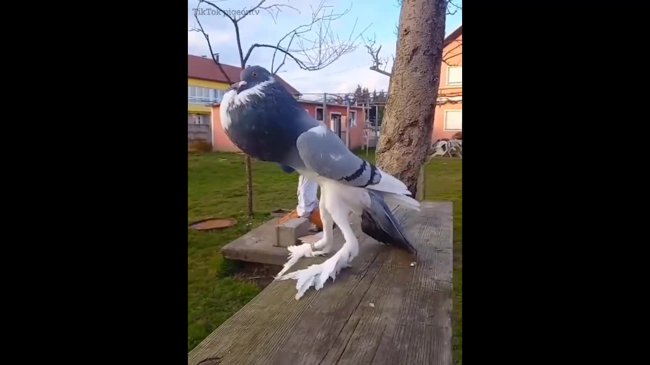 Video - Clip: Chim bồ câu khổng lồ gây sốc với 'bộ ngực khủng'
