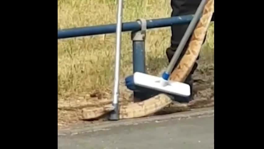 Video - Clip: Cảnh sát phát hiện trăn khổng lồ trên đường