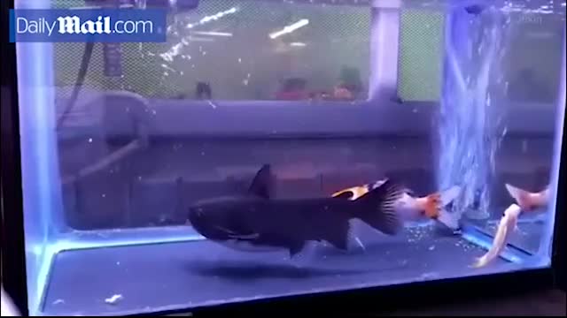 Video - Clip: Cá vàng bị cá mèo 'quái vật' nuốt chửng trong nháy mắt
