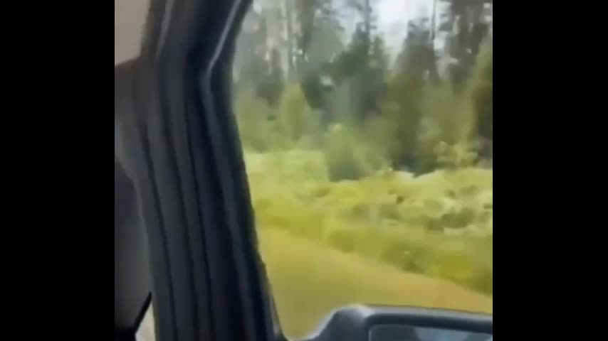 Video - Clip: Gấu đen khổng lồ leo lên cây truy đuổi người đàn ông