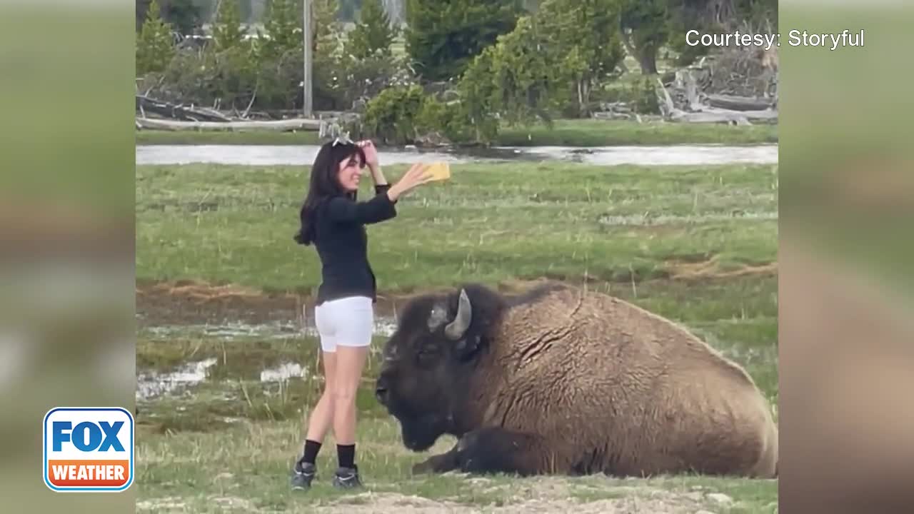 Đời sống - Nữ du khách bị chỉ trích vì chụp ảnh selfie với bò rừng quá gần