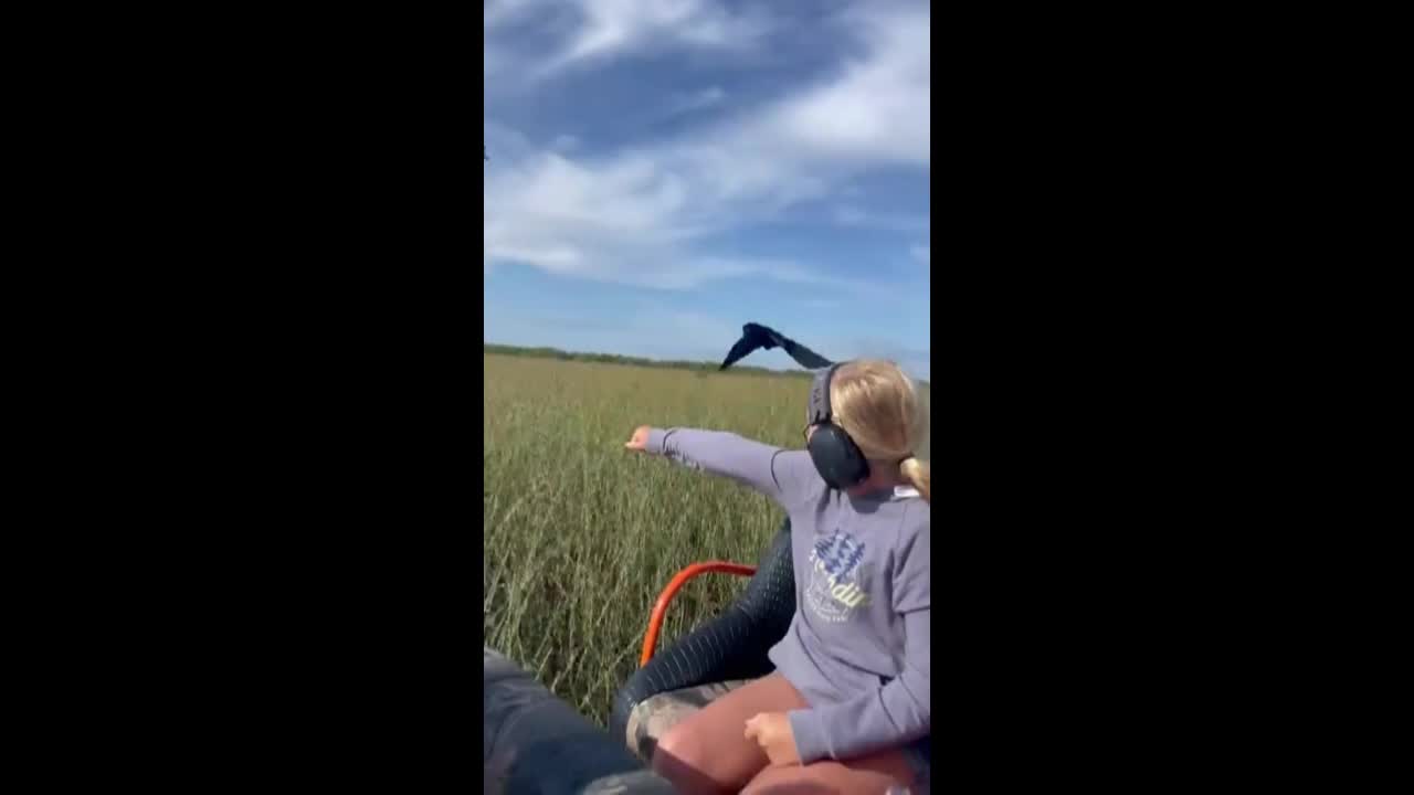 Video - Clip: Chim “lạ” bất ngờ bay đến đậu trên cánh tay cô gái