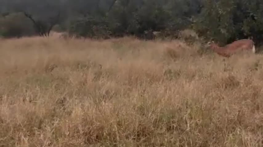 Video - Clip: Linh dương phản đòn cực gắt, hành báo săn 'thừa sống thiếu chết'