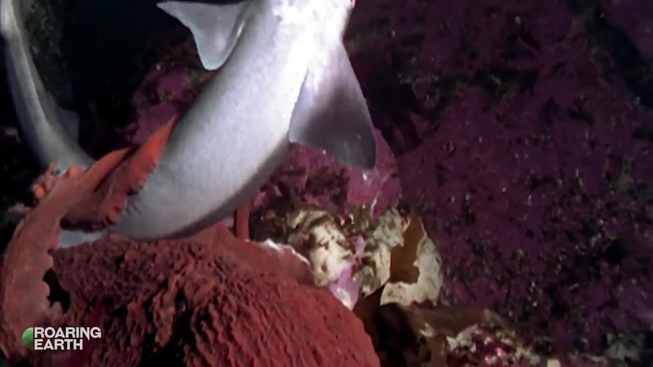 Video - Clip: Bạch tuộc khổng lồ tung đòn giết cá mập trong chớp mắt