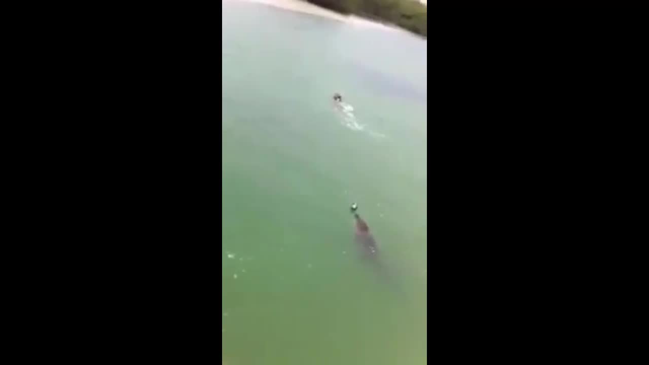 Video - Clip: Cá sấu rượt đuổi nam thanh niên trên sông và cái kết bất ngờ