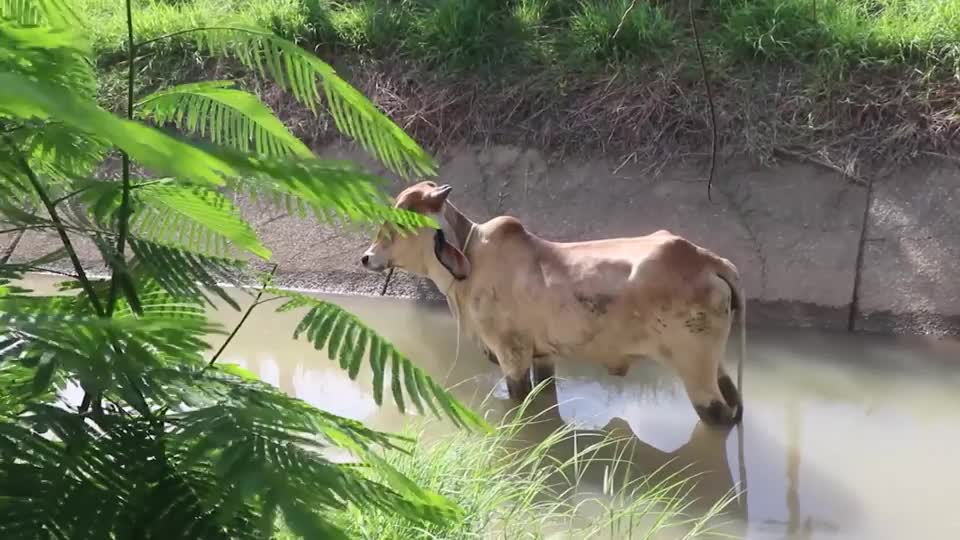 Video - Clip: Kịch tính khoảnh khắc giải cứu bò bị rơi xuống kênh nước